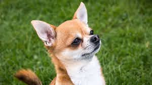 dog dog